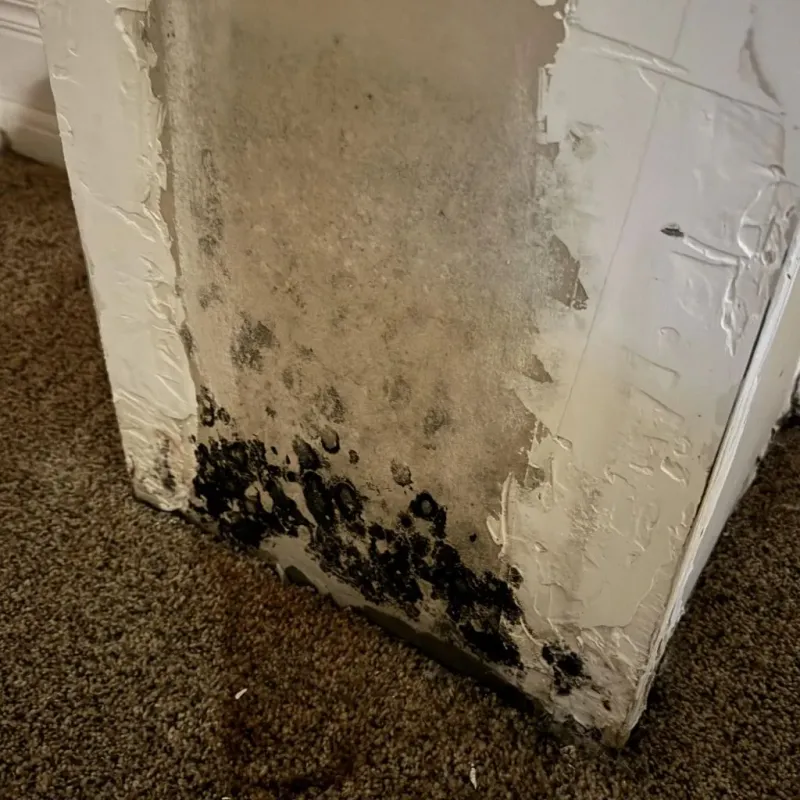 Professional Mold Removal in Calhoun County, IL